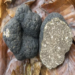 Tuber mesentericum Μαύρη τρούφα της Λωρραίνης
